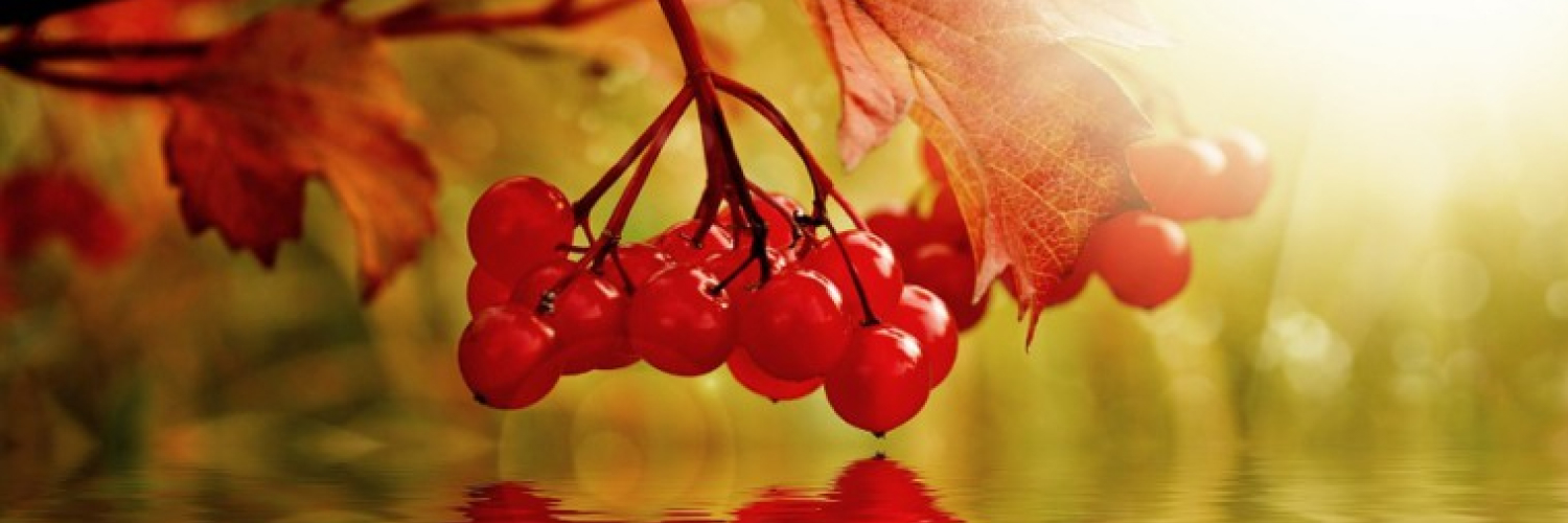 JuliaKlan's profile banner image