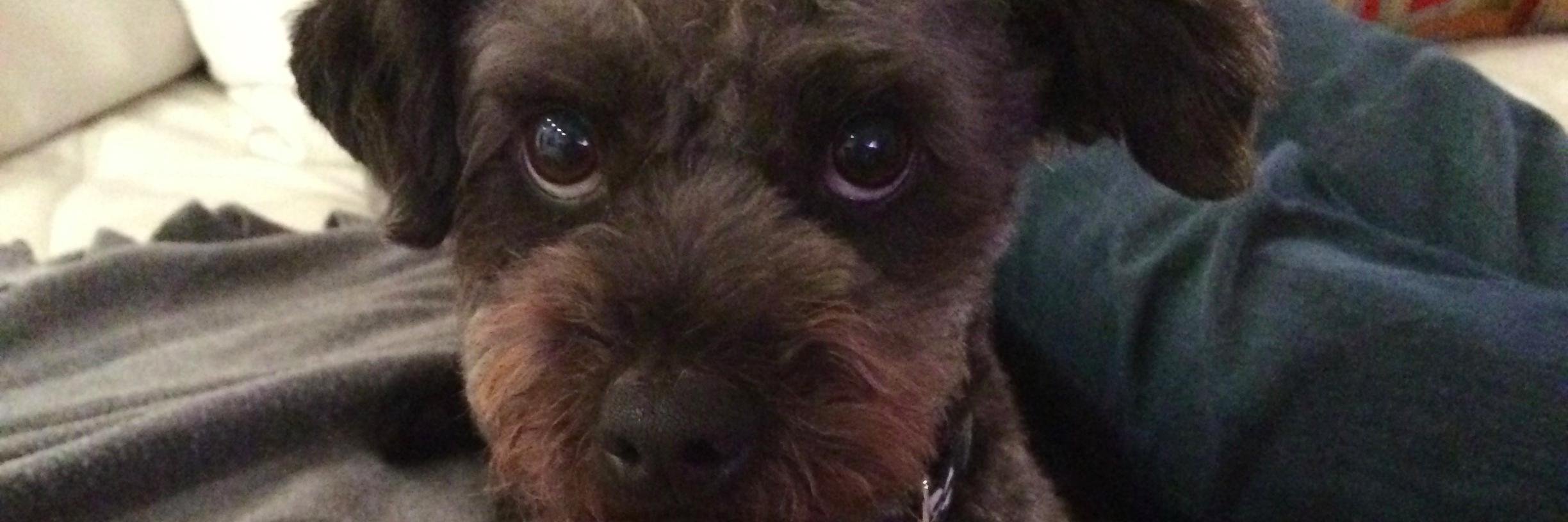 DwightThePup's profile banner image