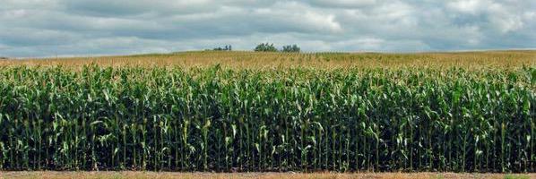 Céline DUROC 🌽💪 banner