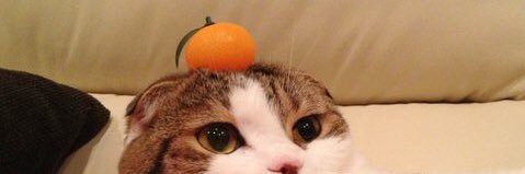 Tomo_chito's profile banner image