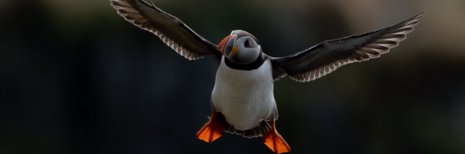 Lesley Barker banner