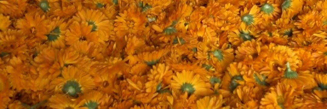 ornellily's profile banner image