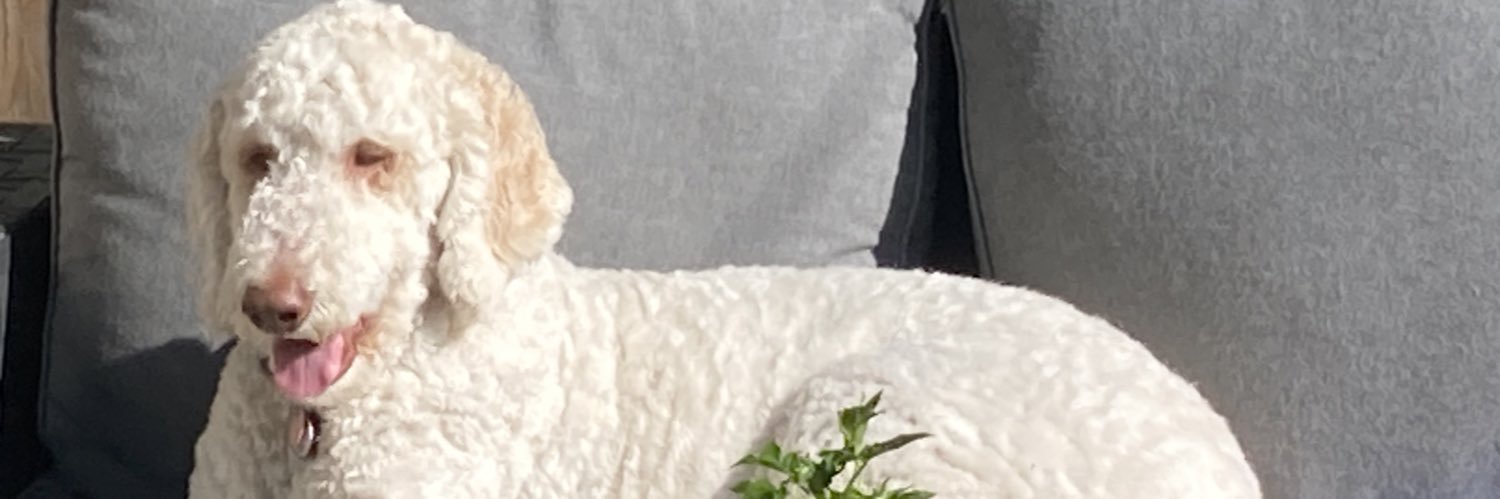 SE_Lambert's profile banner image