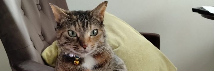 comyoriko's profile banner image