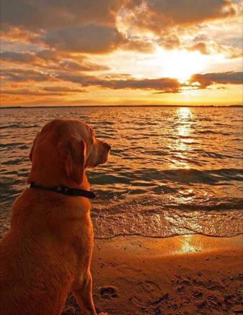 Francilene Almeida banner