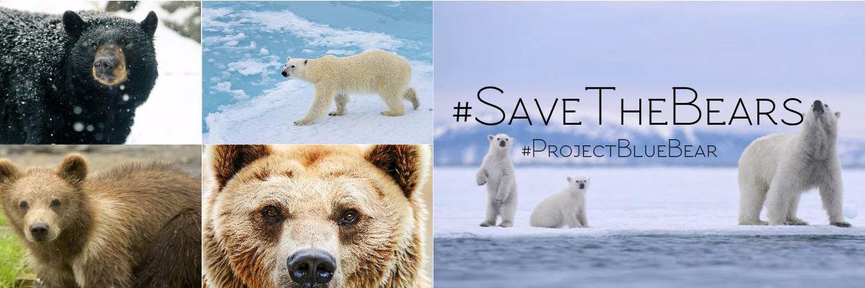 ProjectBlueBear's profile banner image