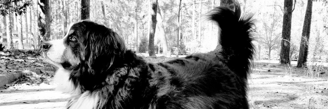 VLynnMayer's profile banner image