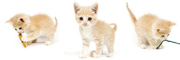 Threecoolcats33's profile banner image