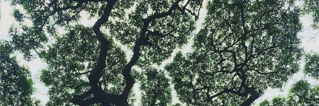 tariarianti's profile banner image