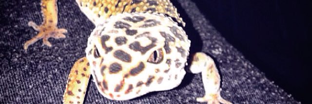 nadeleon_'s profile banner image