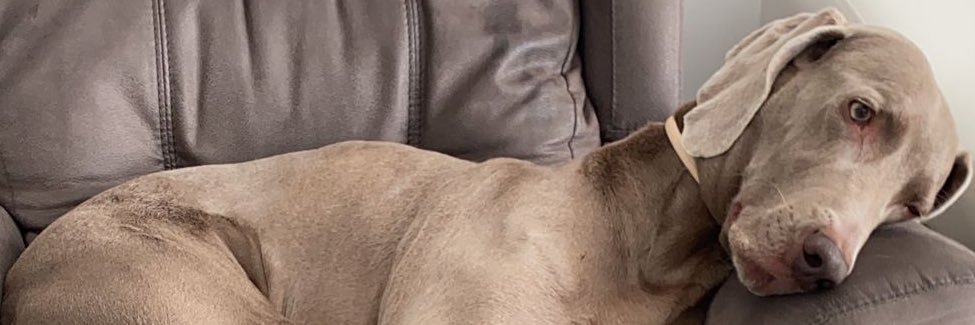 lauurabernal_'s profile banner image