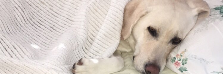 paigeklass's profile banner image