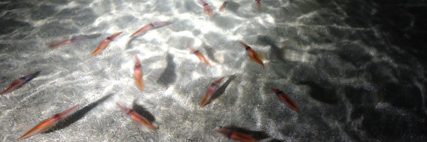 ごっちゃん banner