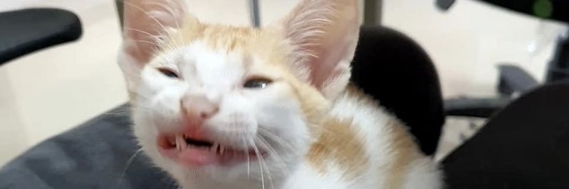 CloverLanee's profile banner image