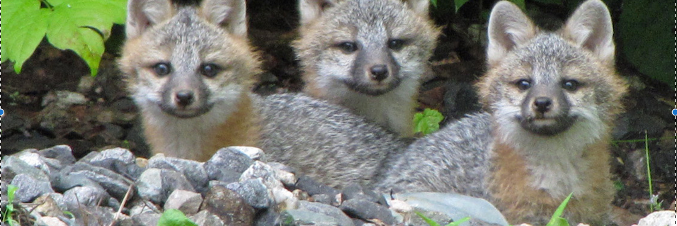 Beth McCormick banner