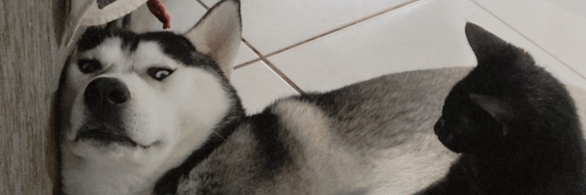 Rafael Shiwo0 banner