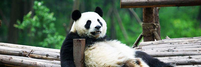 1lonelypanda's profile banner image