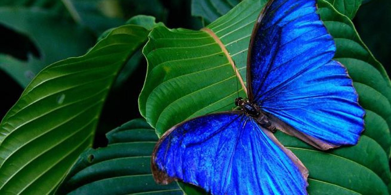 polillitaWM's profile banner image
