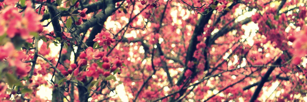 Debora Barletta banner