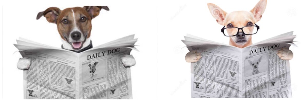 PawsNews's profile banner image