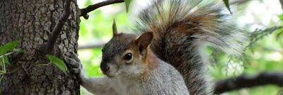 Squirrhell1's profile banner image