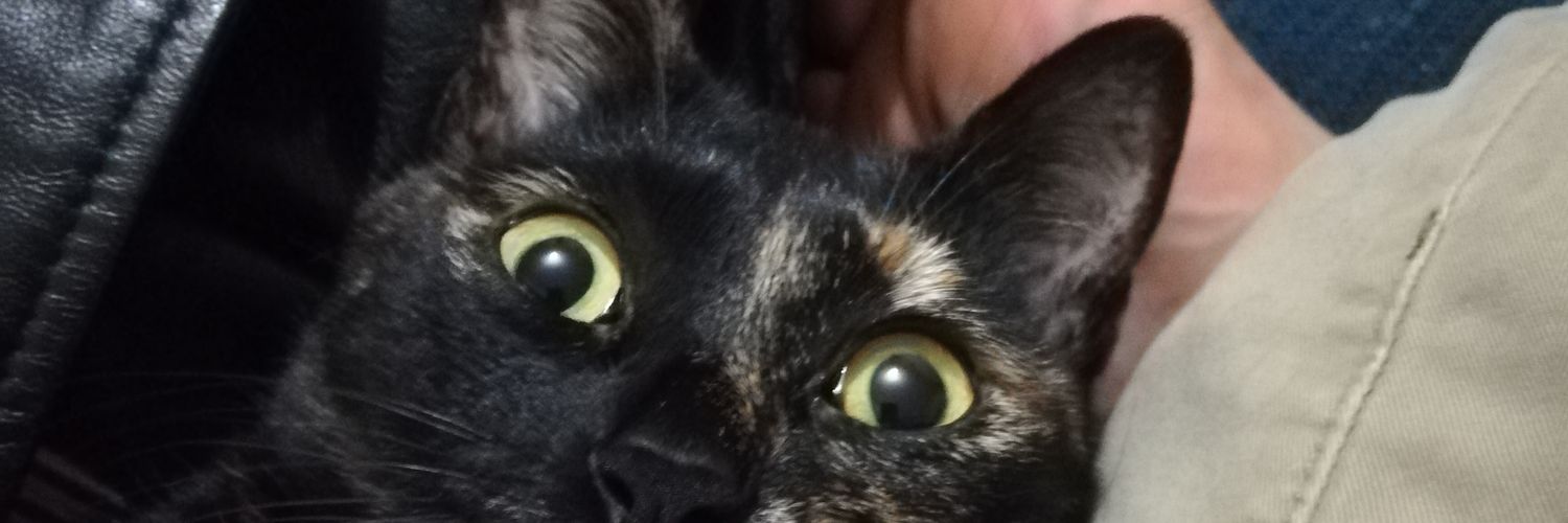 zabelardi's profile banner image