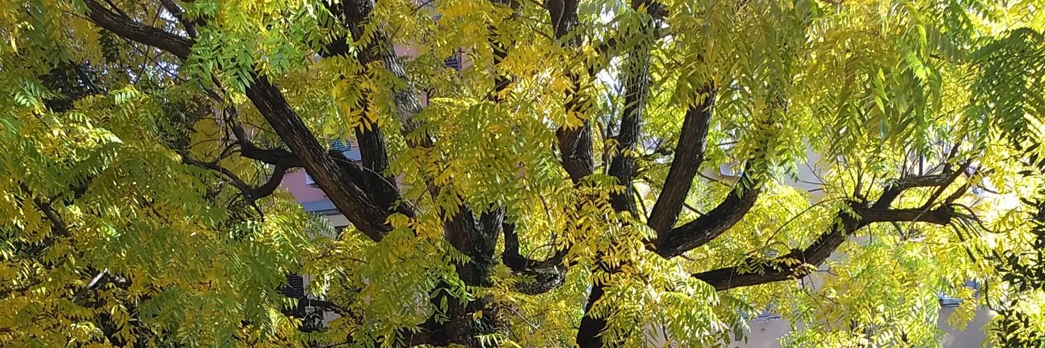 DaiContorniBui's profile banner image