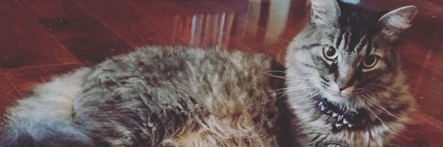 bflokitty421's profile banner image