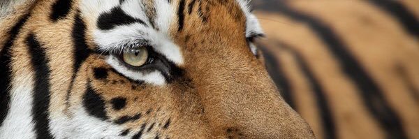 TygerDye's profile banner image