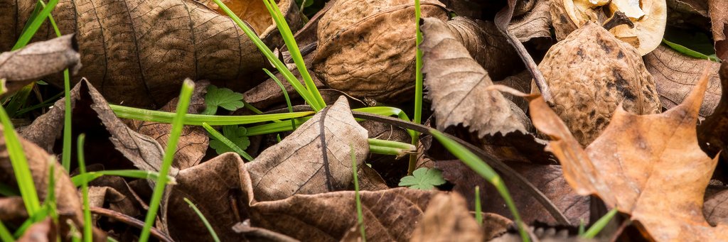 WildWelshWalnut's profile banner image