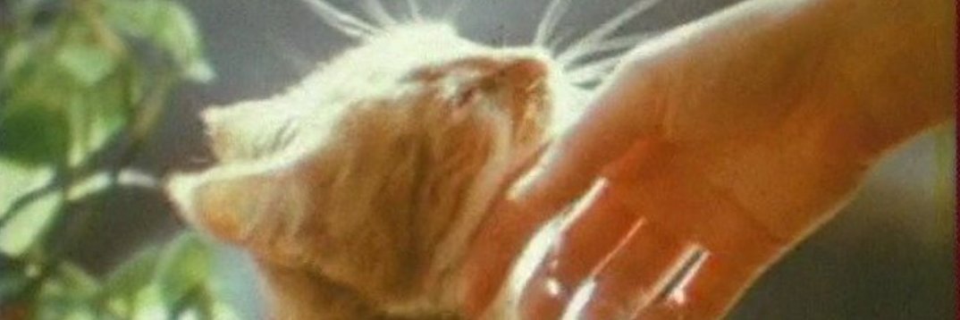 dilekk_sen's profile banner image