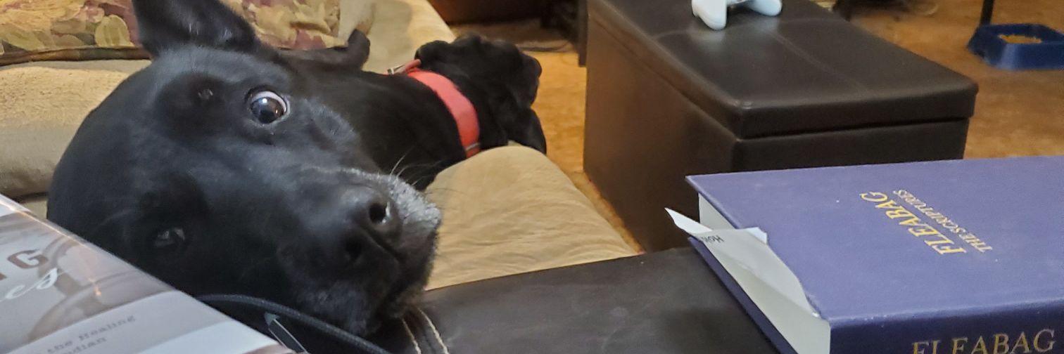 Grey (They/Them)🐀🎲🐕 banner