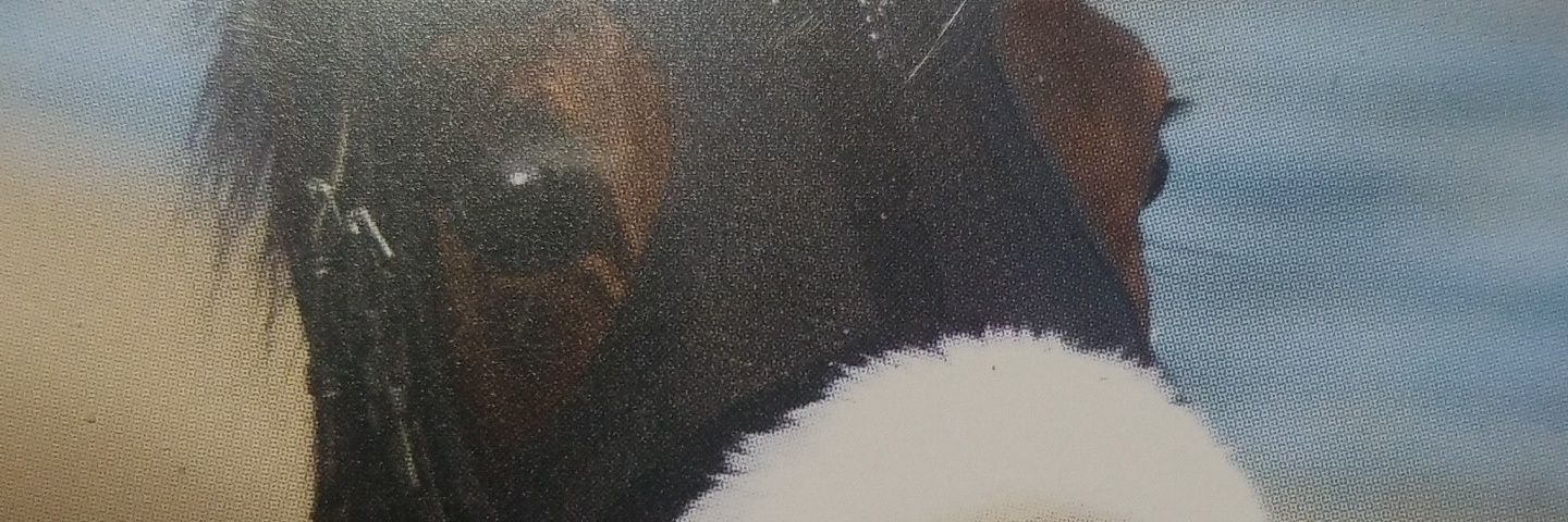 オルコック banner
