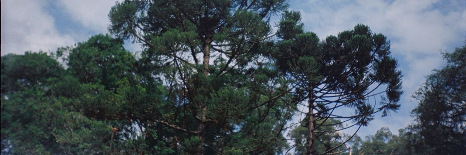 gugareali's profile banner image