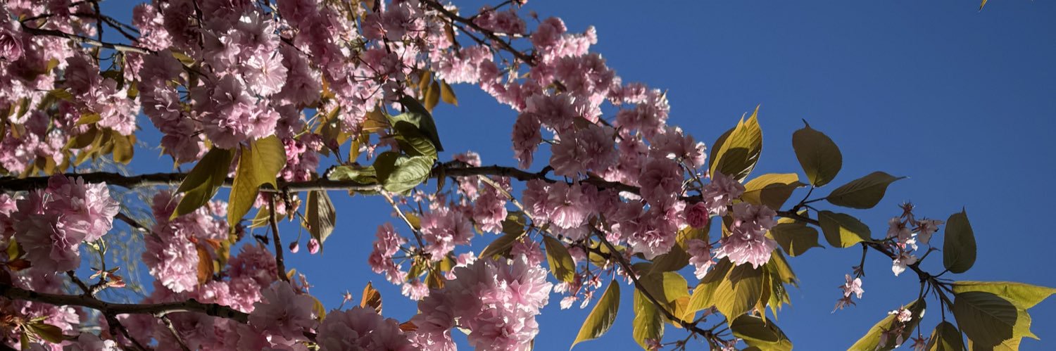 Amanda MacLeod banner