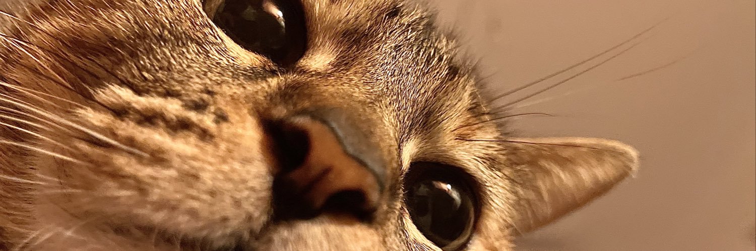 florsanchez0_'s profile banner image