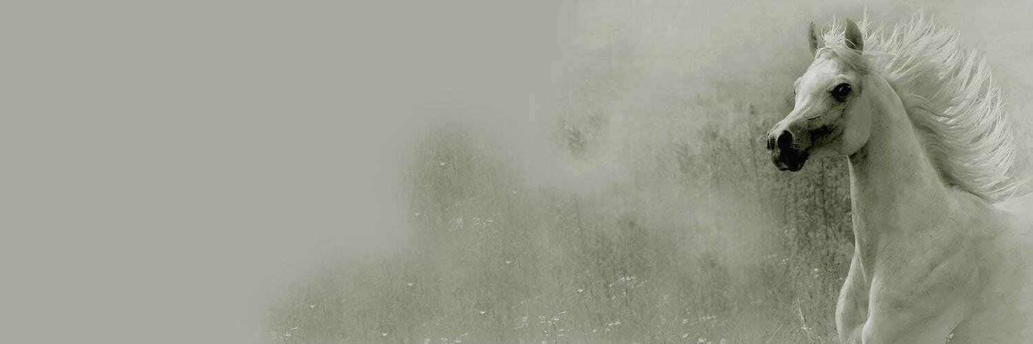 Princehas's profile banner image