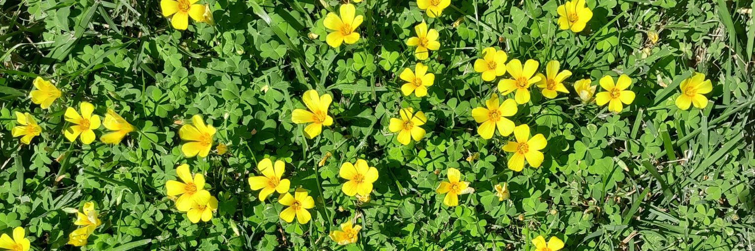 flor679's profile banner image