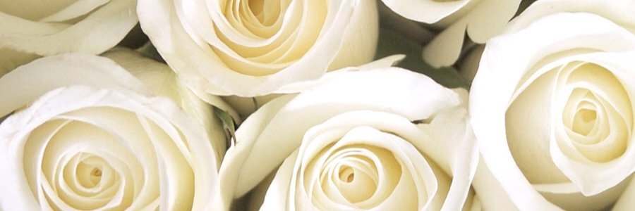 elainemccarthy6's profile banner image