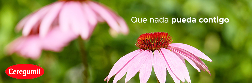 ceregumil's profile banner image