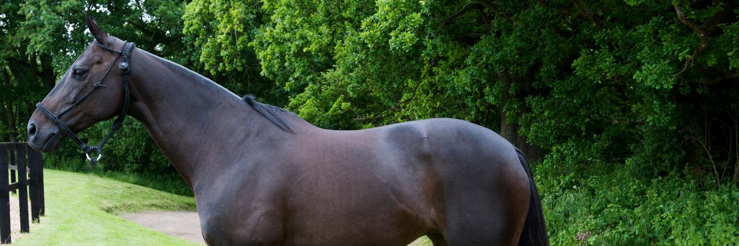 EnigmaPolo's profile banner image