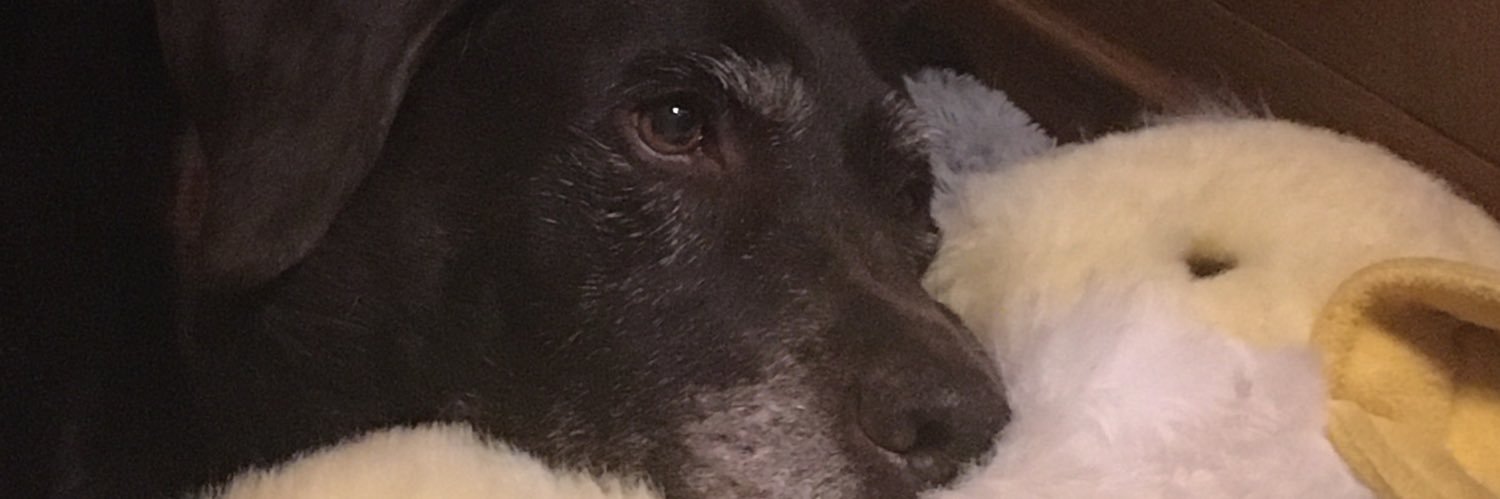SueGreen19's profile banner image