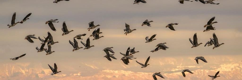 بطاطـــا🍟🤗 banner