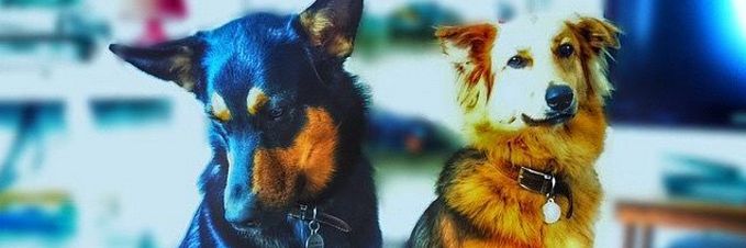 lazydogs4's profile banner image