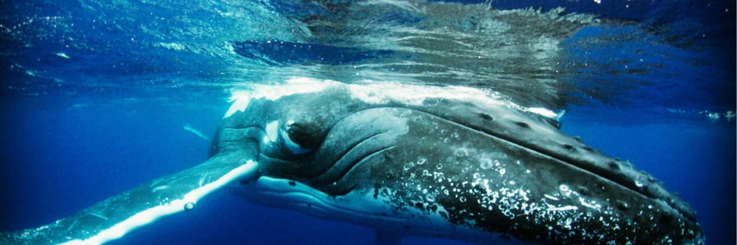 cetacea528's profile banner image