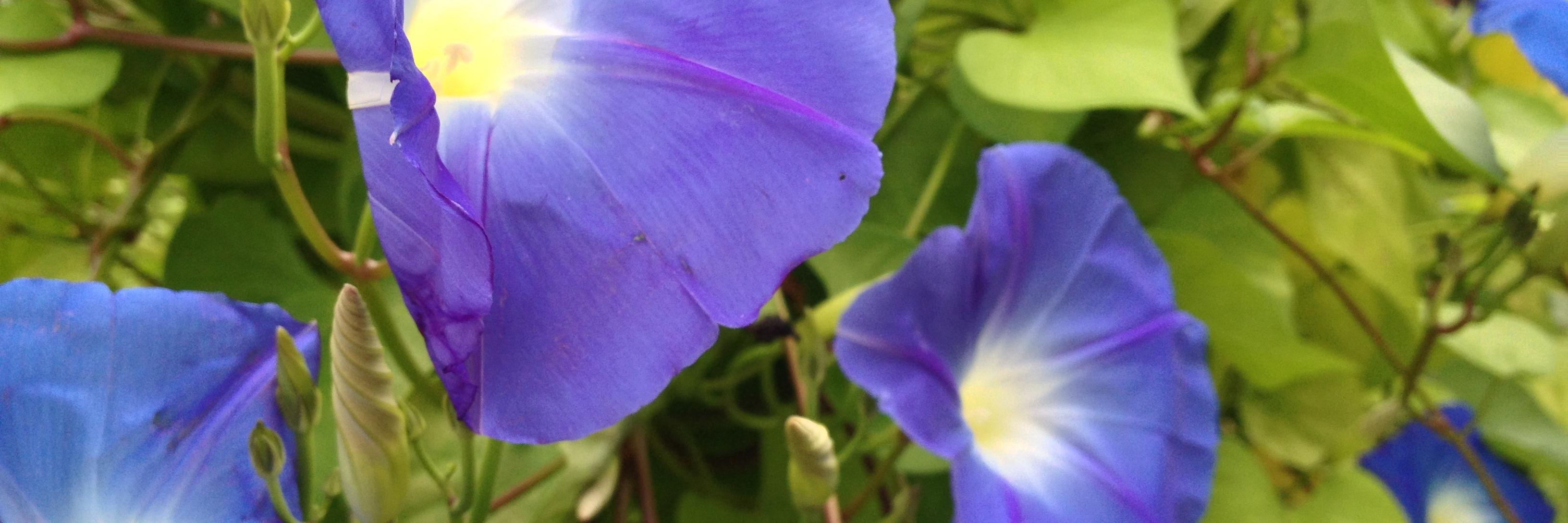 Joannie (she/her) 🇨🇦🇺🇦🏳️‍🌈🏳️‍⚧️ banner