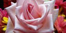 21FlorSalvaje's profile banner image