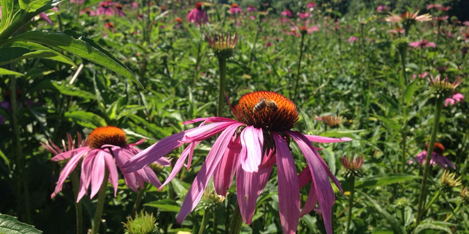 natures_corner's profile banner image