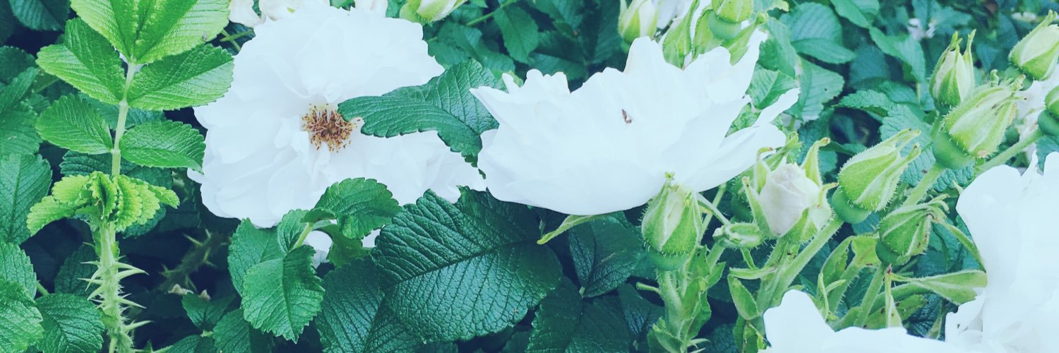 ElliKuj's profile banner image
