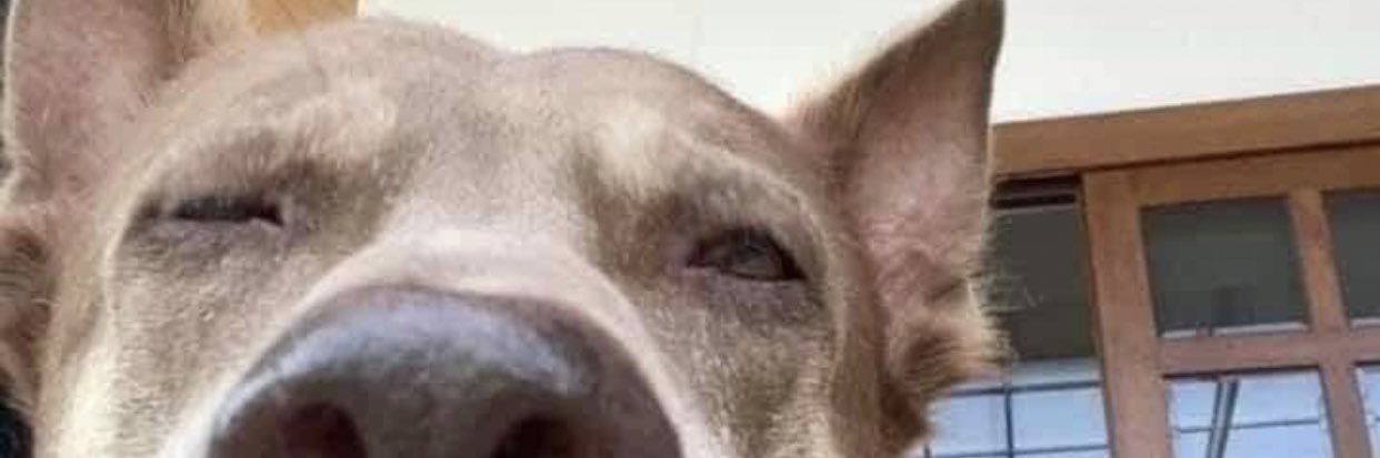 Briartei's profile banner image